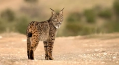 Lynx danski